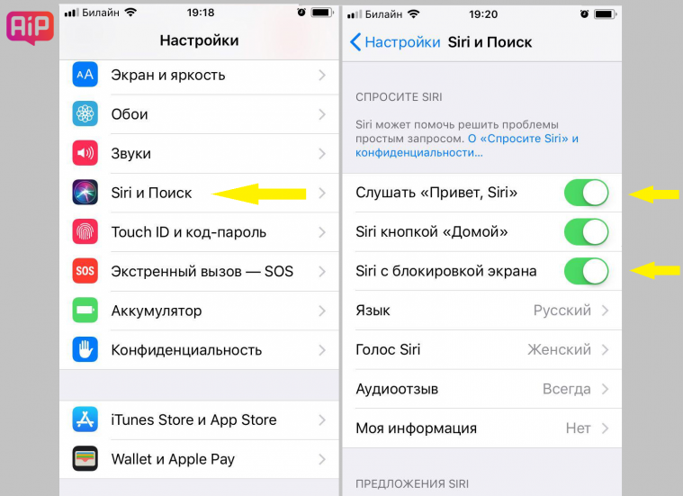 Как сделать чтобы сири звонила. Как сделать чтобы когда звонили говорили кто звонит. Как сделать чтобы айфон говорил когда звонят. Как сделать чтобы говорила кто звонит. Как поставить сири на звонок.